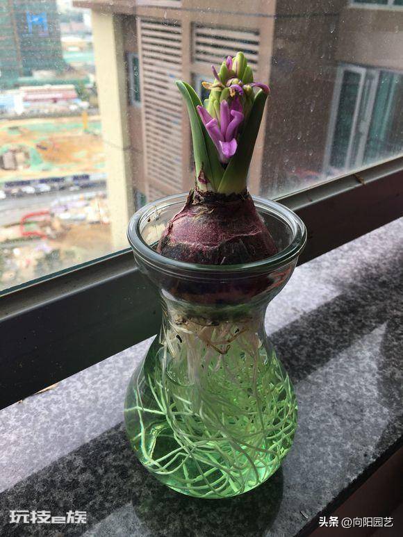 适合水培的植物类型(这6种水养植物干净卫生观赏性高)-图片9